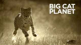 Big Cat Planet