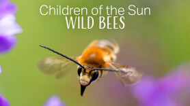 Children of the Sun: Wild Bees