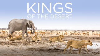 Kings of the Desert