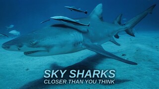 Sky Sharks: Closer Than You Think