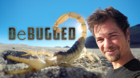 De-Bugged