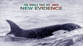 The Whale That Ate Jaws: New Evidence