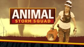 Animal Storm Squad