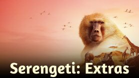 Serengeti: Extras