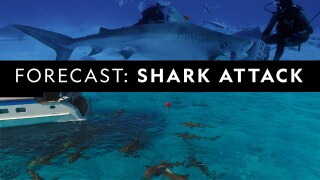 Forecast: Shark Attack
