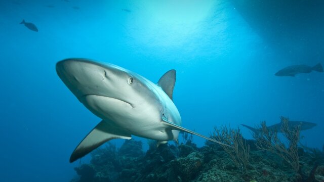 Shark Week's 25 Best Bites