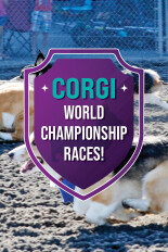 2025 Corgi Races at Emerald Downs