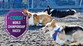 2025 Corgi Races at Emerald Downs