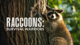 Raccoons: Survival Warriors