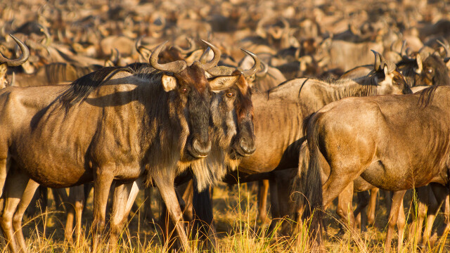 Wildebeest: Born to Run