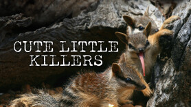 Cute Little Killers