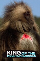 King of The Mountain Baboons