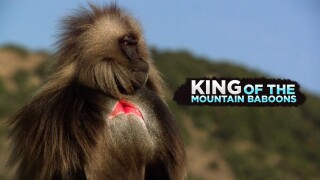 King of The Mountain Baboons