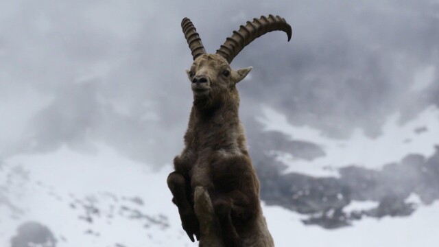 Ibex: Acrobats on the Rocks