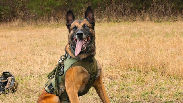 Watch War Dog: A Soldier's Best Friend Online Streaming | DIRECTV