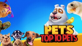 Pets: Top 10 Pets