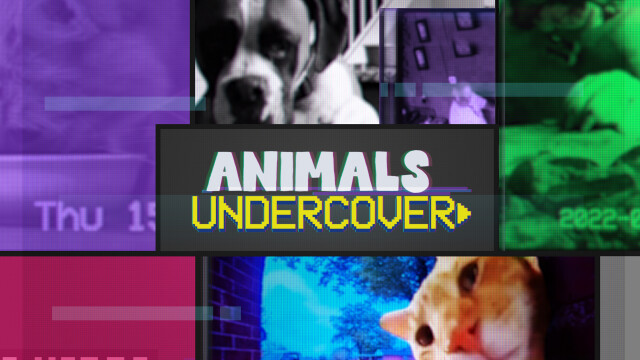 Animals Undercover