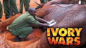 Ivory Wars