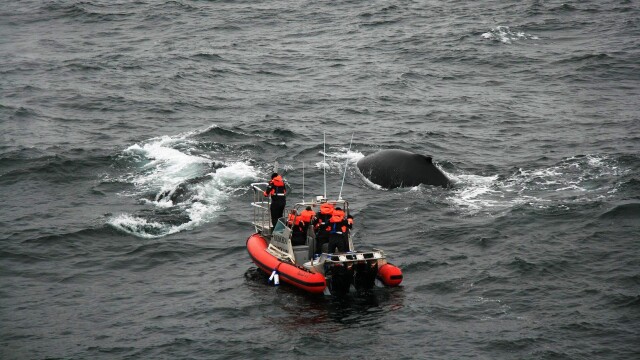 Hunting the Ice Whales