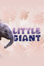 Little Giant
