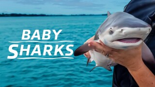 Baby Sharks