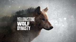 Yellowstone Wolf Dynasty