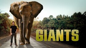 Giants