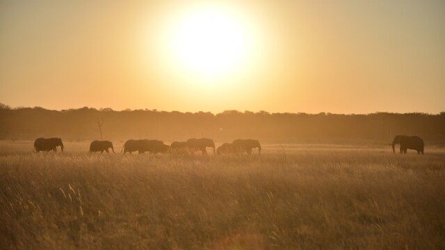 Walking with Elephants