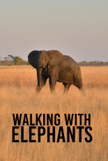 Walking with Elephants