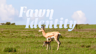 Fawn Identity