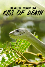 Black Mamba: Kiss of Death