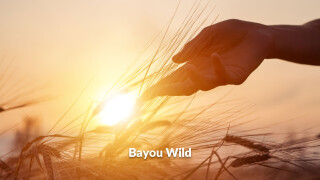 Bayou Wild