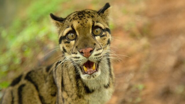 Wild Cats of India