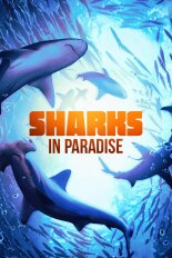 Sharks in Paradise