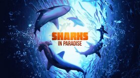 Sharks in Paradise