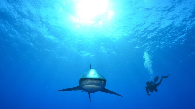 Deadliest Sharks