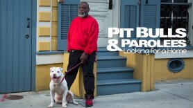 Pit Bulls & Parolees: Looking for a Home