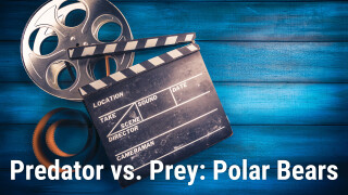 Predator vs. Prey: Polar Bears
