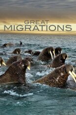 Great Migrations