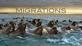 Great Migrations