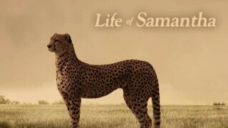 Life of Samantha