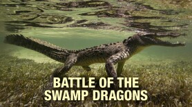 Battle of the Swamp Dragons