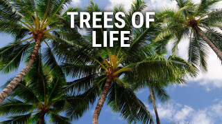Trees of Life