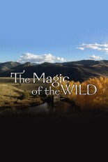 The Magic of the Wild