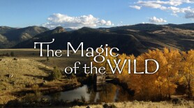The Magic of the Wild