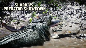 Shark vs. Predator Showdown