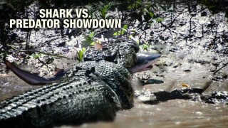 Shark vs. Predator Showdown