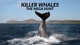 Killer Whales: The Mega Hunt