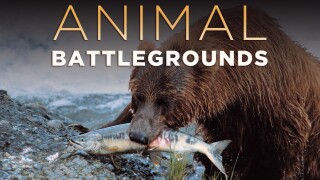 Animal Battlegrounds