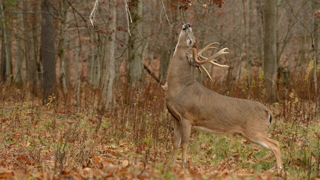 Deer and Deer Hunting